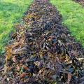 des algues au jardin