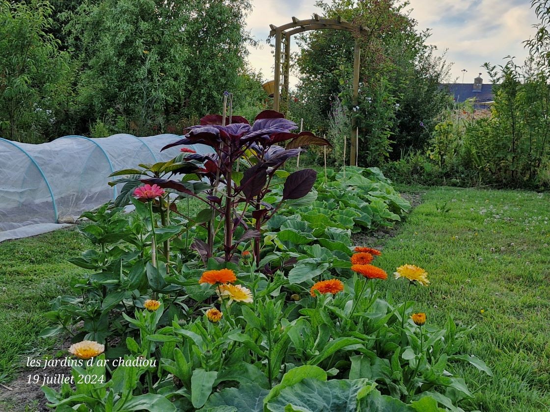 Amarantes au potager