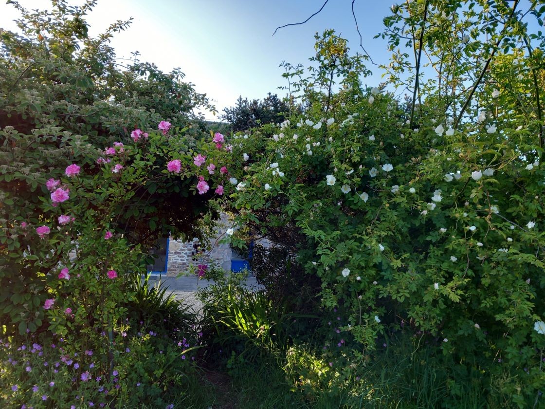 Arche rosier 31 mai 23