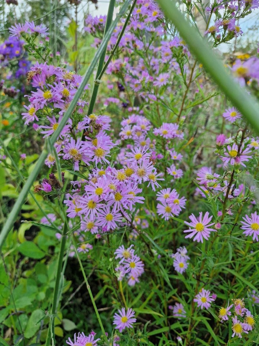 petits asters