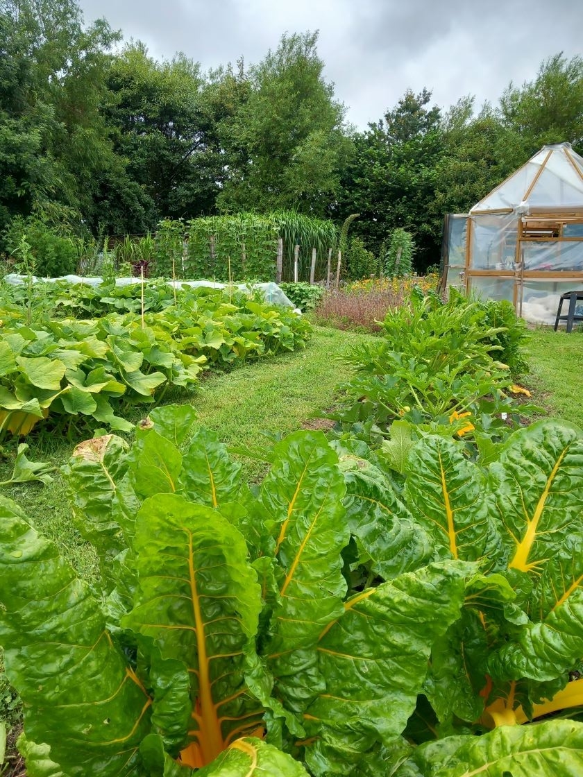 Blettes courgettes 16 juillet 23