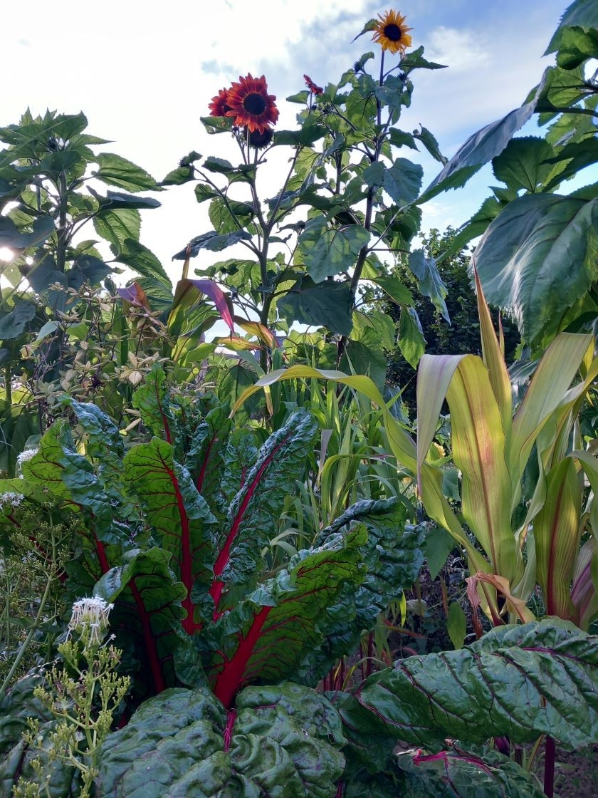 Des blettes dans les tournesol 16 juillet 23