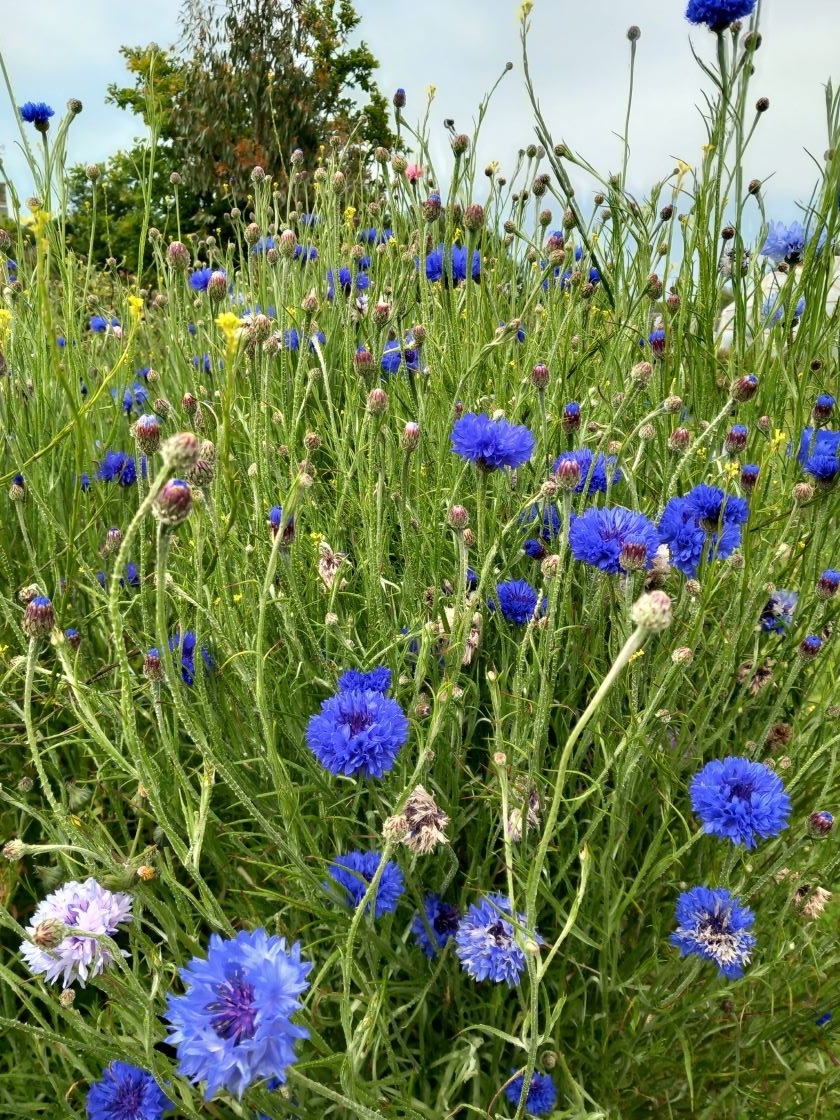 Bleuet 29 mai 23