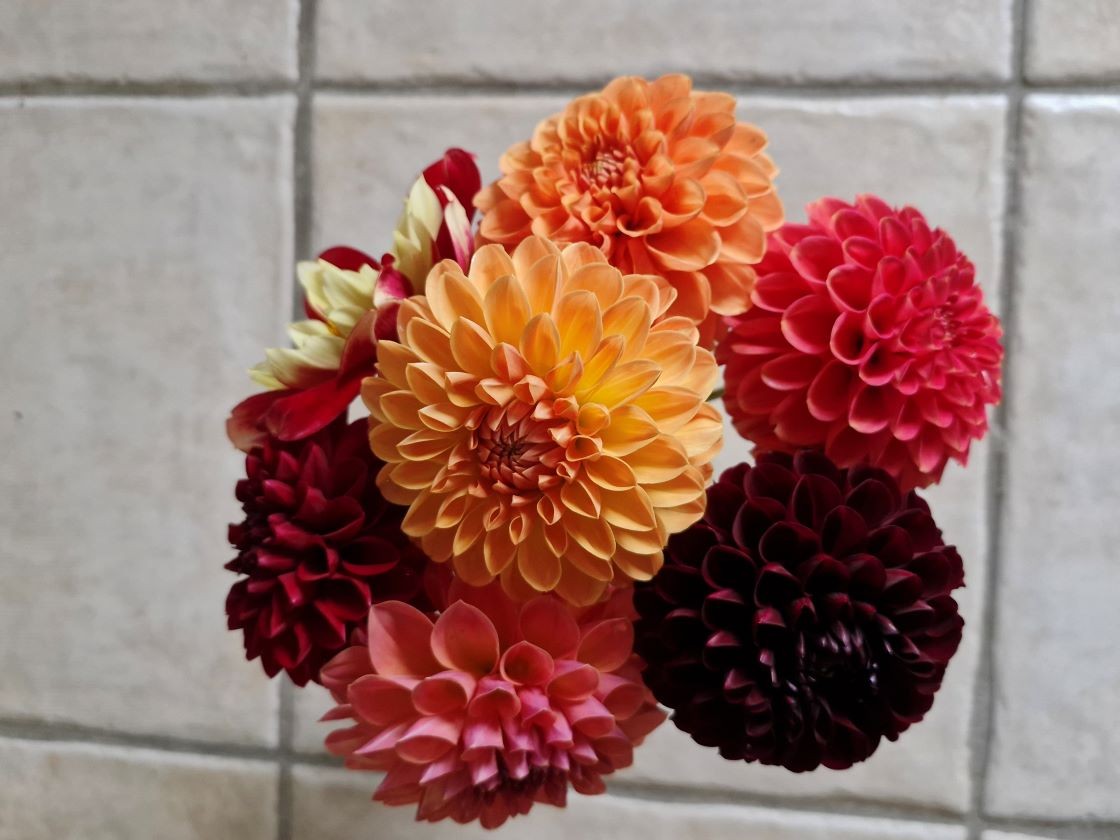 Dahlias orangés et rouges