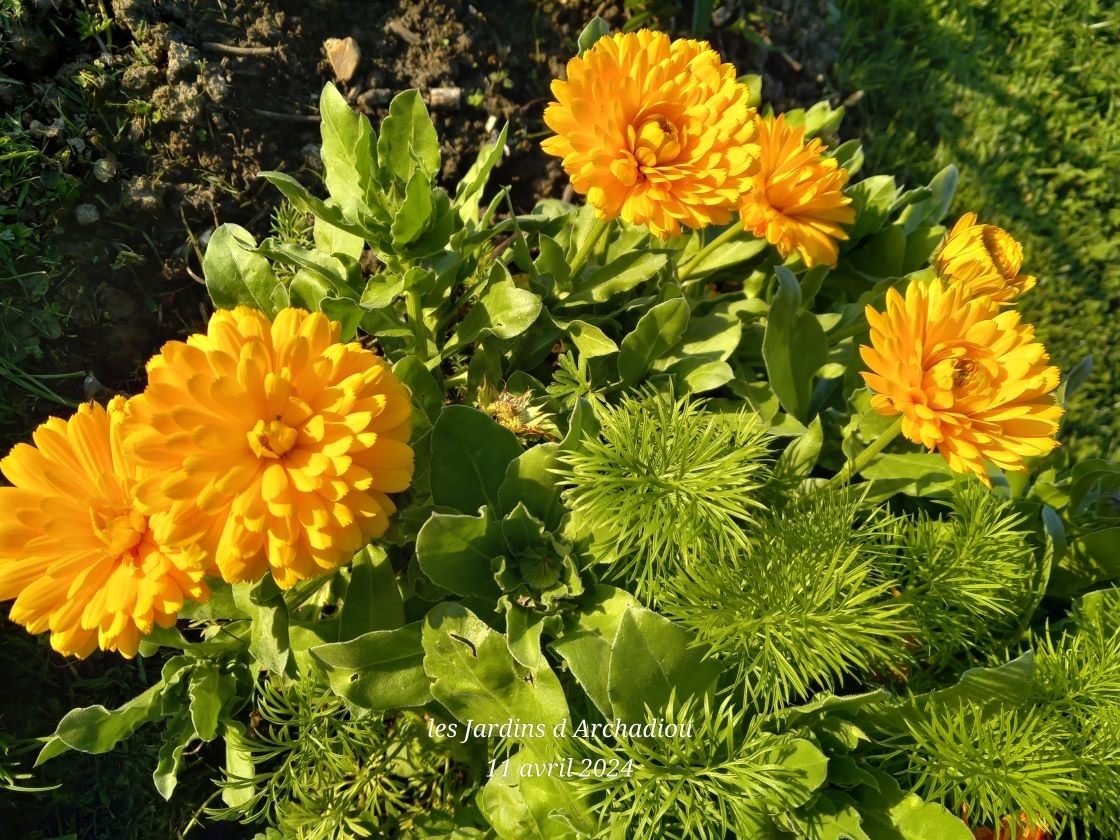 Calendula jaune