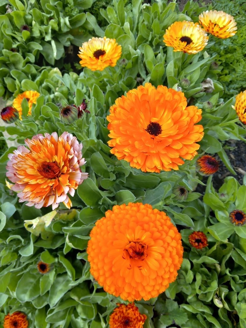 Calendula mix 02 avril 23