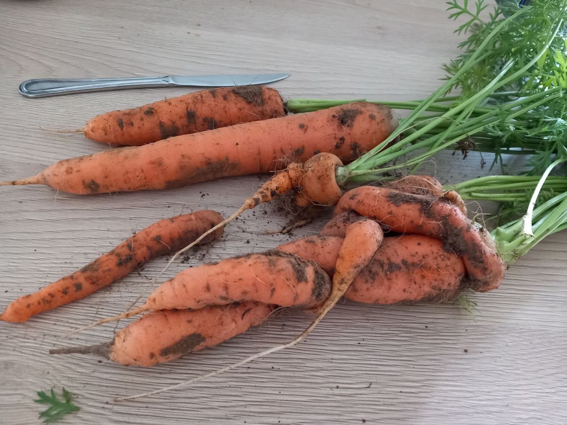 Histoires de carottes 28 juillet 23