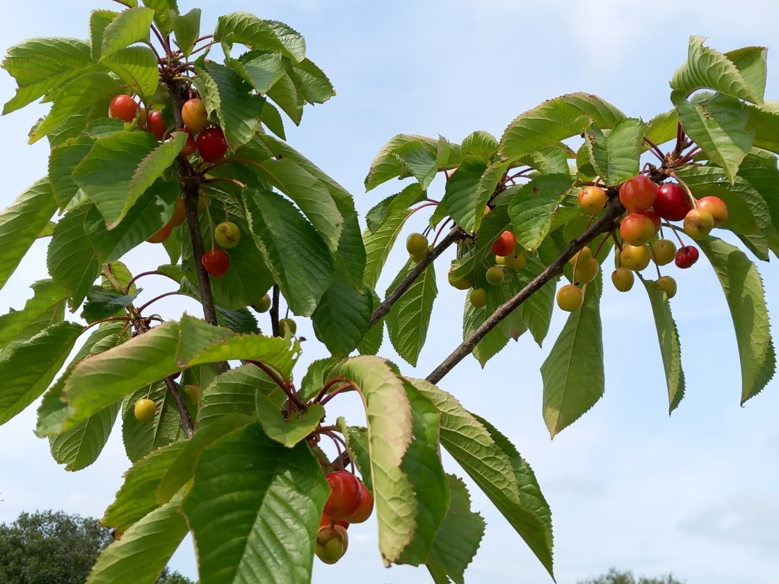 Cerises colonnaire 21 juin 23