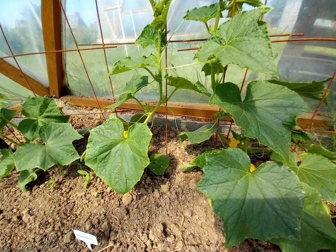 Cornichons 30 mai 23