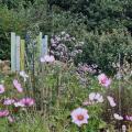 Cosmos, aster et gaura 