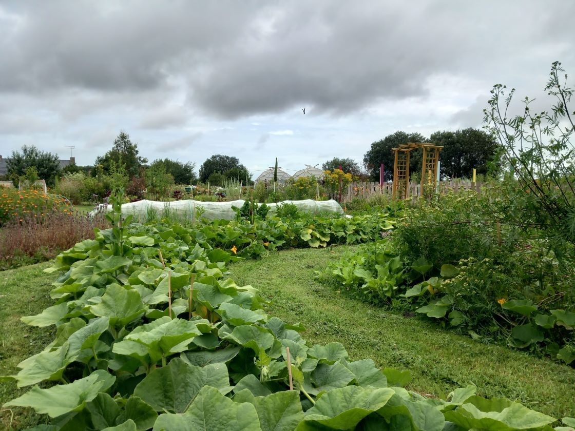 Courges 16 juillet 23