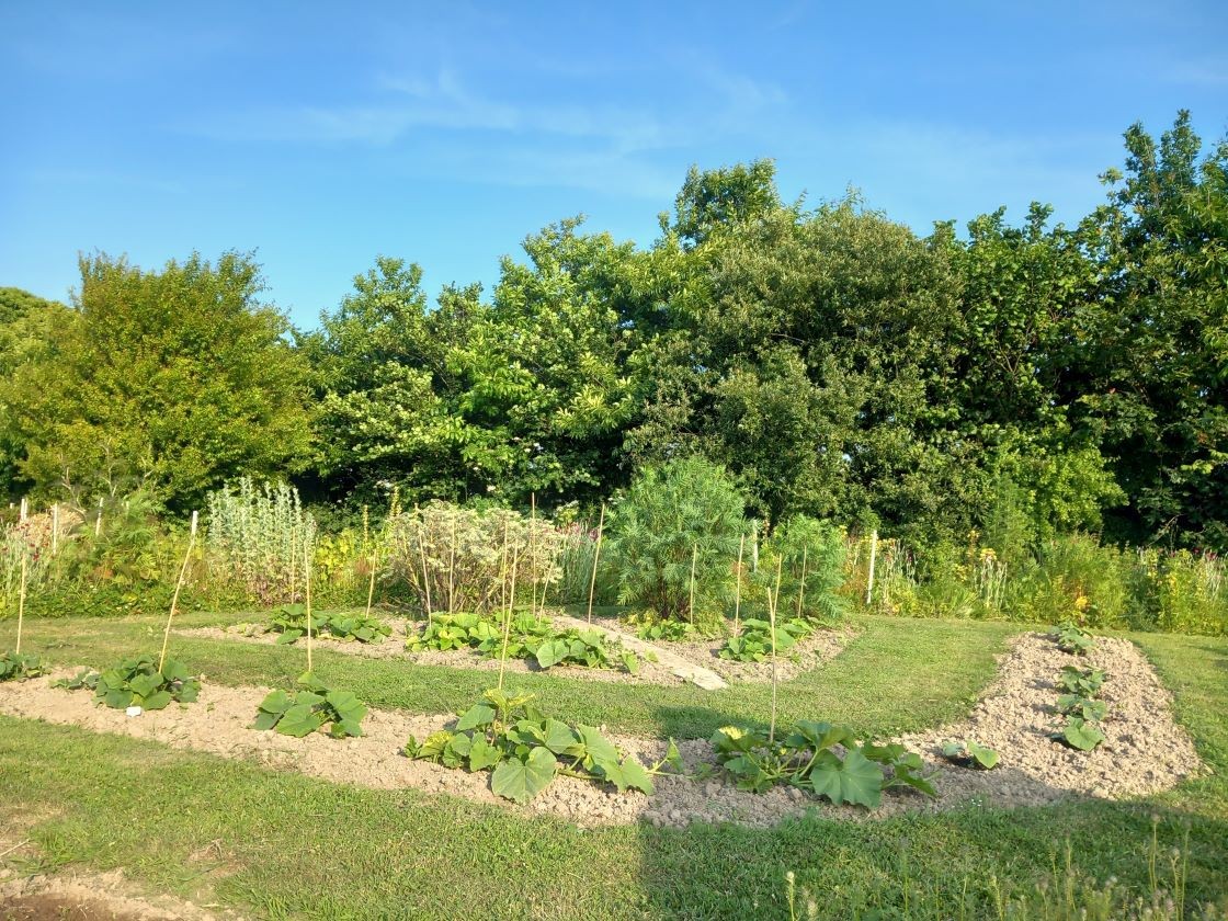 Courges  15 juin 23