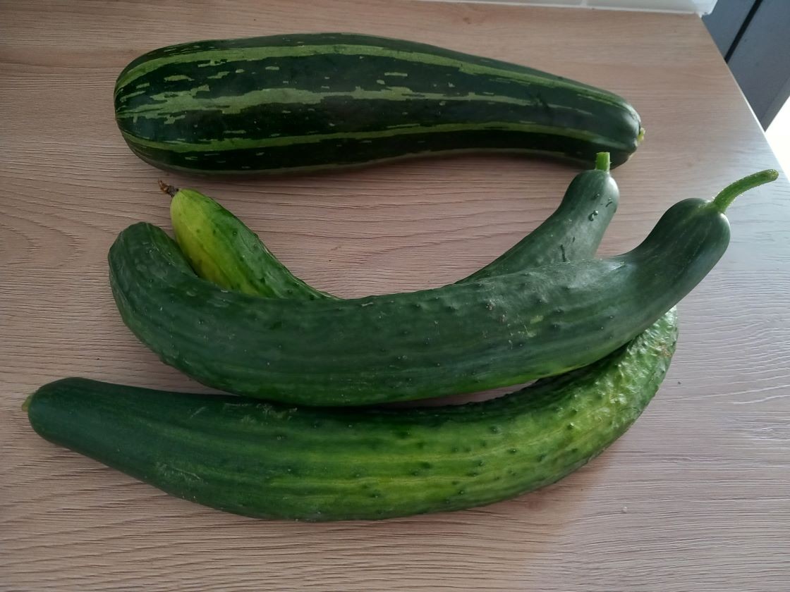Courgette concombres 20 juin 23