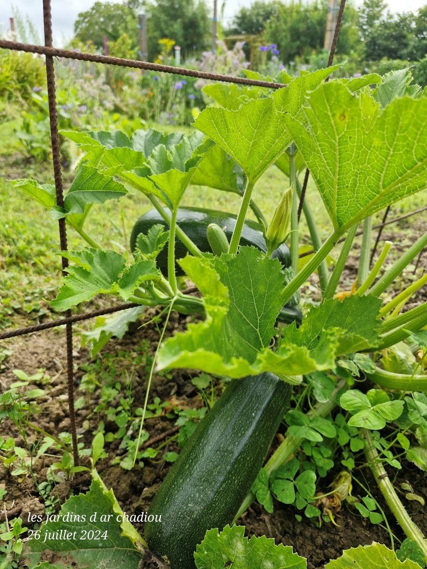 Courgettes 