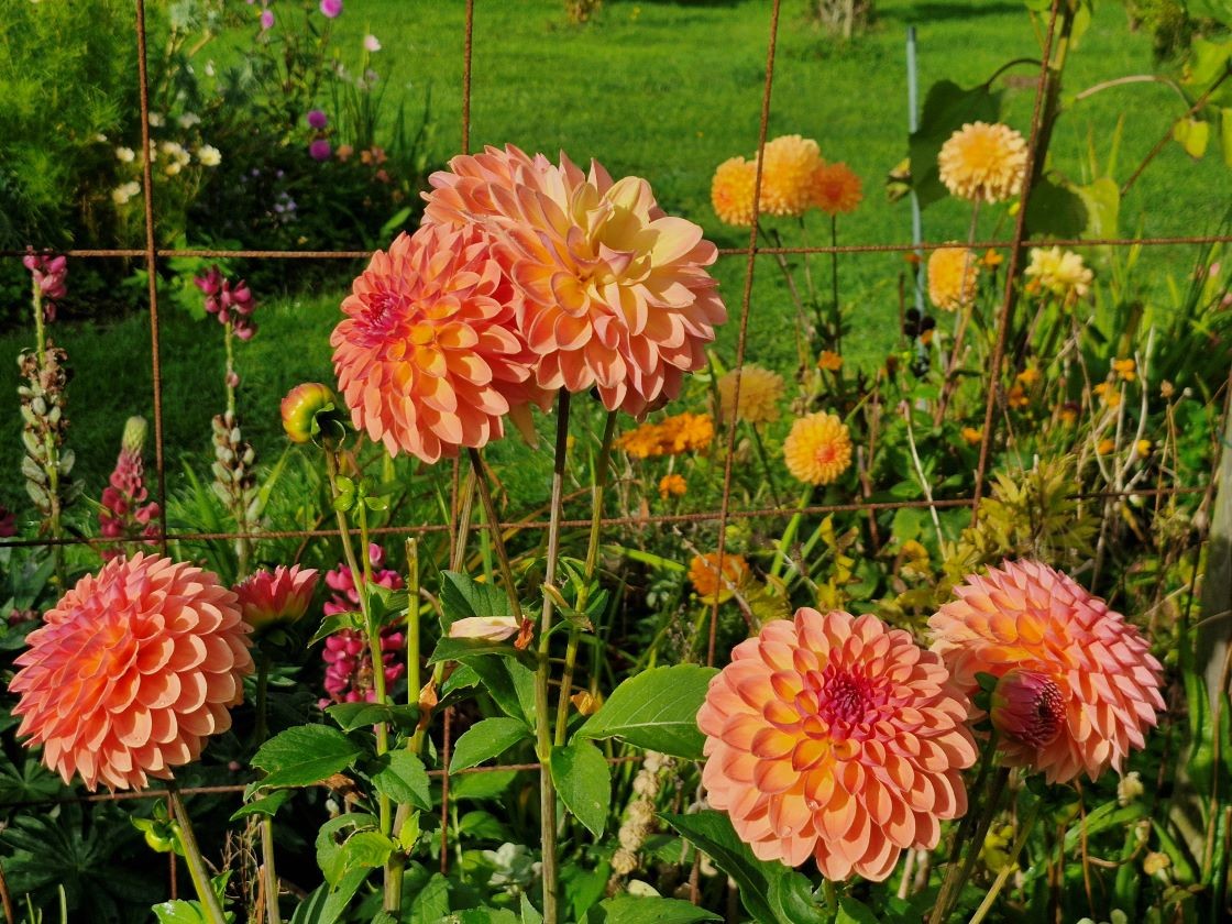 Dahlia orange 