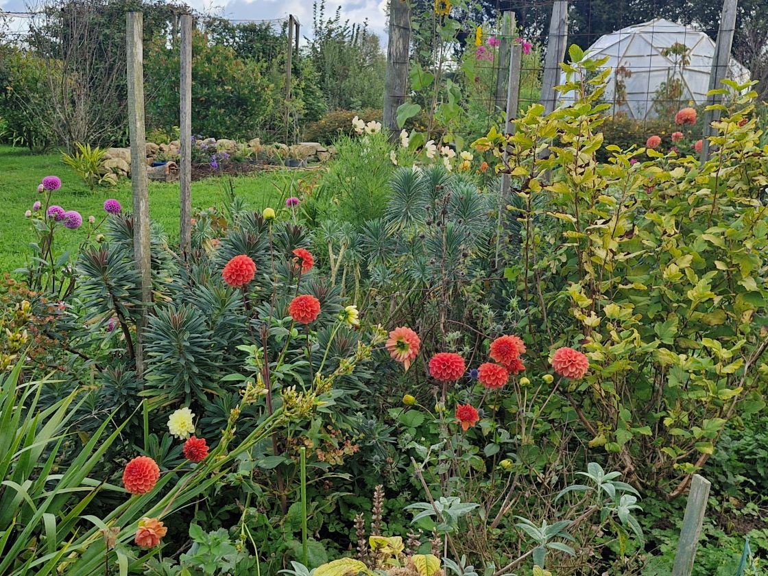 Dahlia et euphorbes