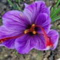 Fleur de safran 
