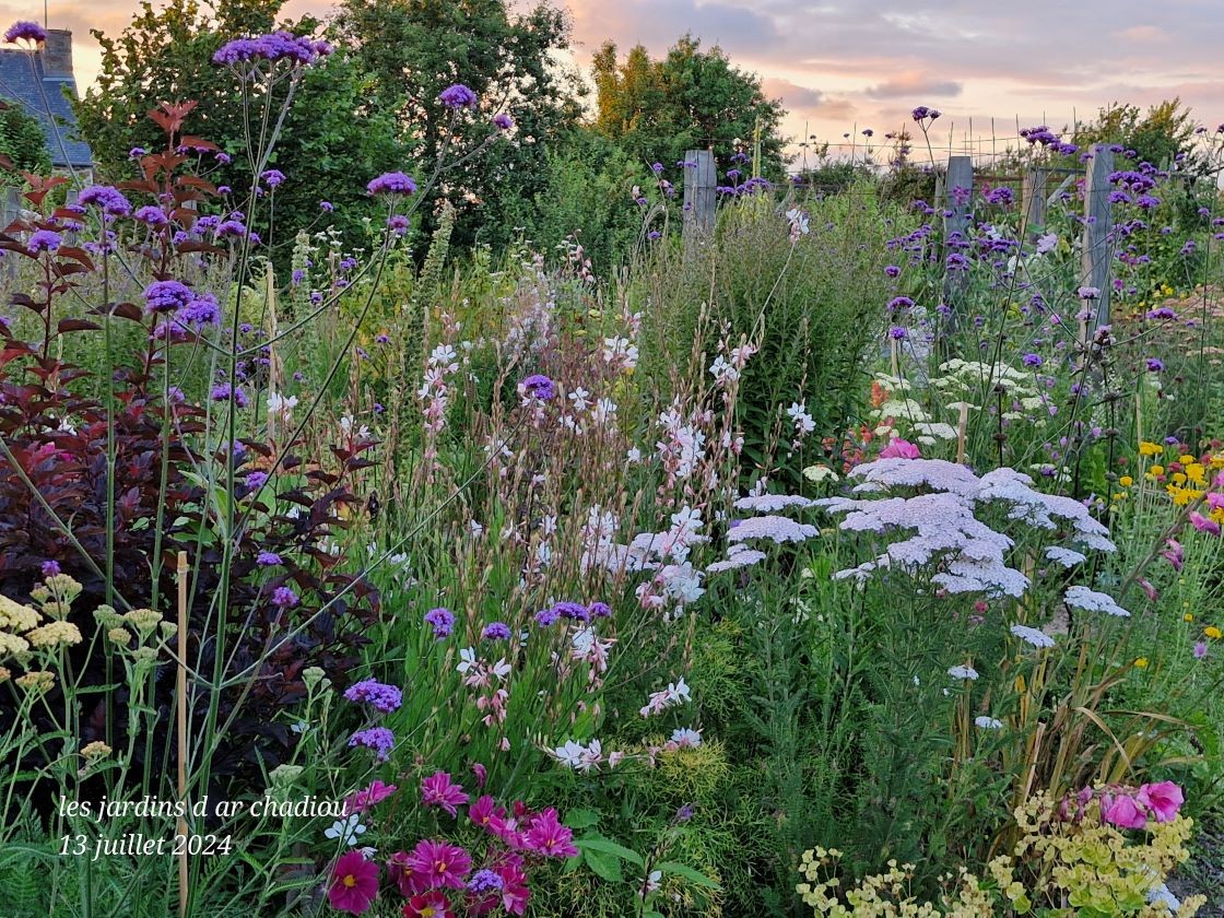 Fleurs d 'été