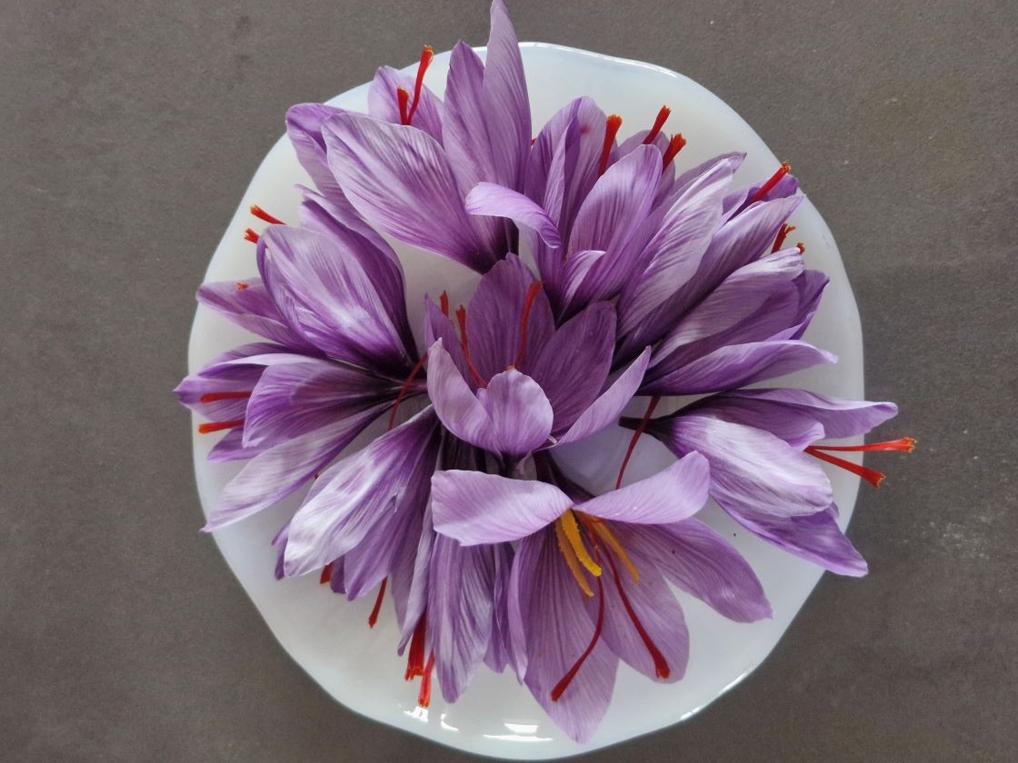 Fleurs de safran 