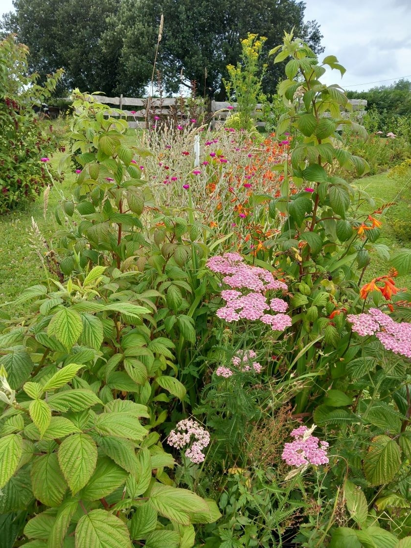 Des framboises dans les fleurs 16 juillet 23