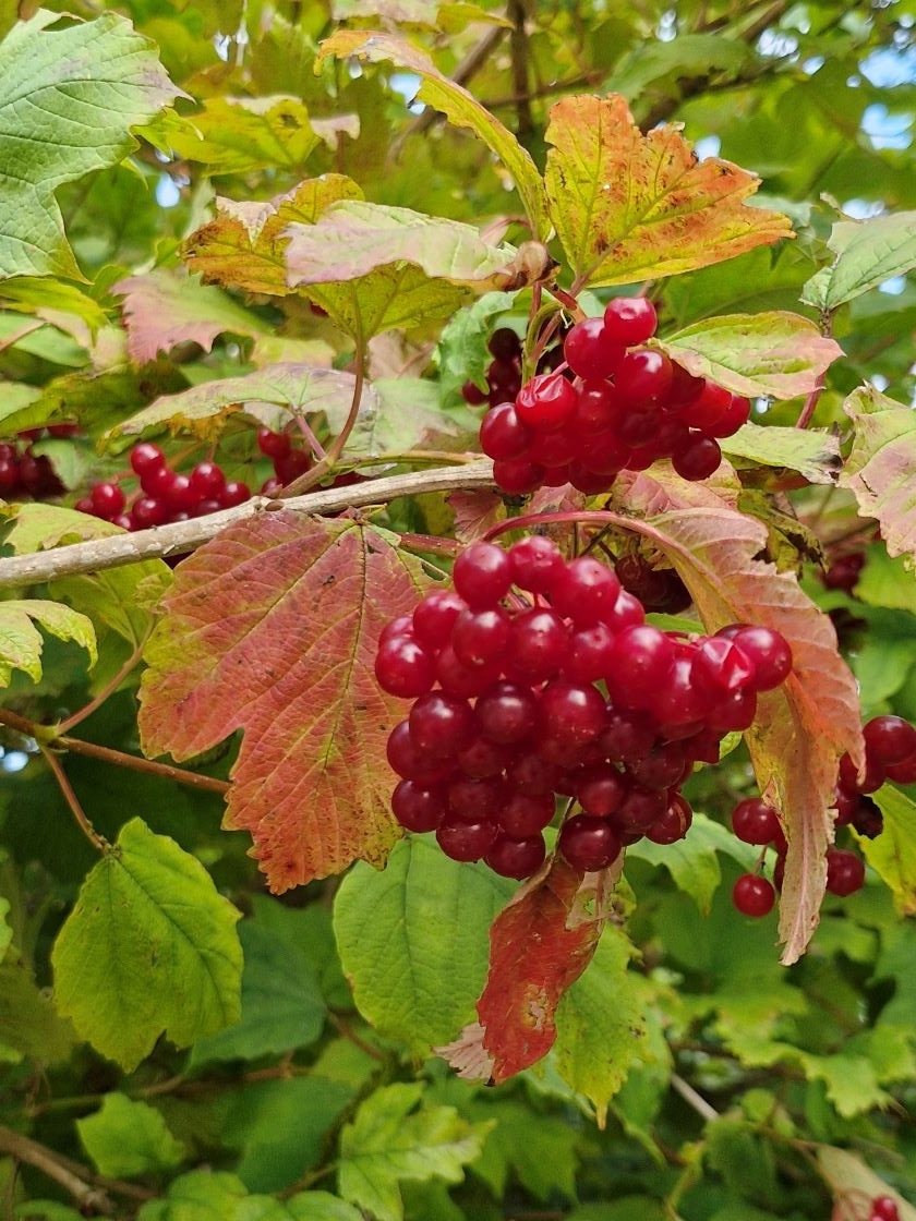Fruits de la viorne 