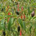 Fuchsia fruits