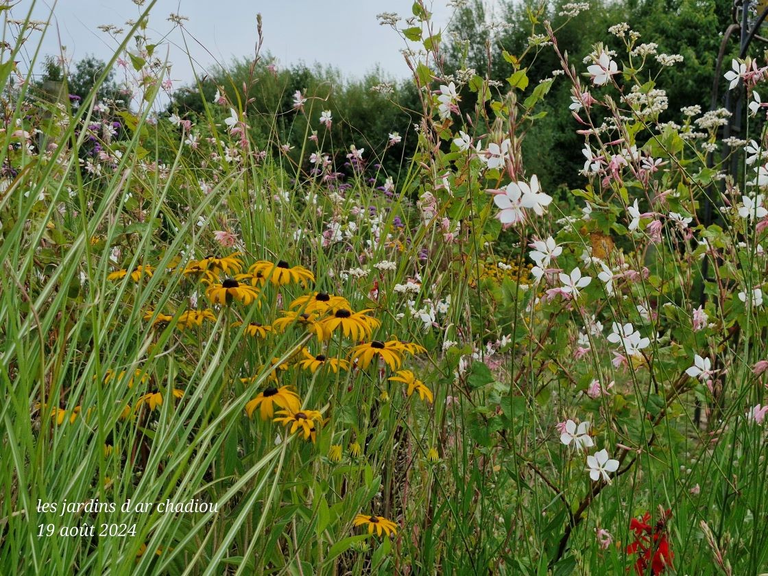 Gaura et rudbeckia 