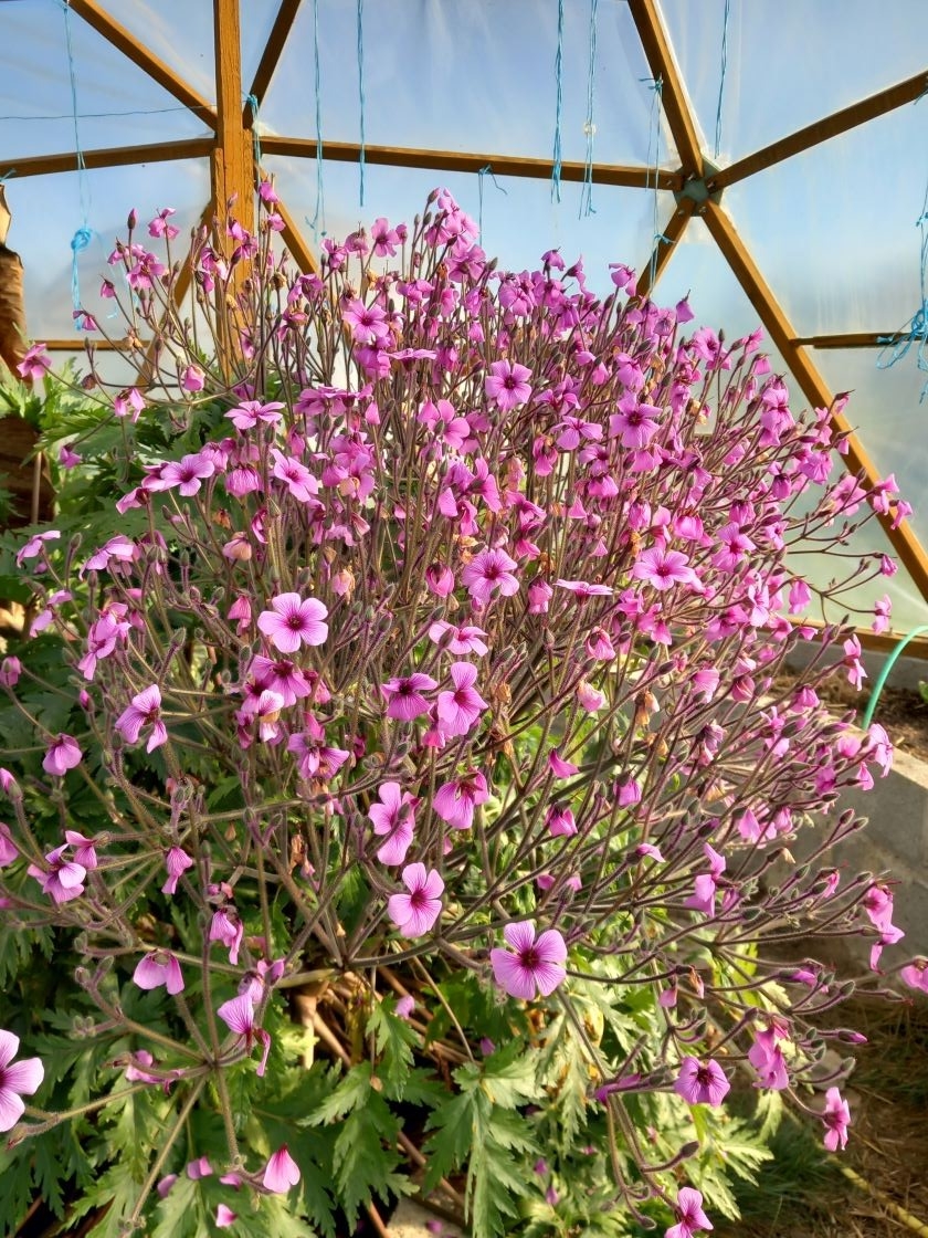 Geranium de madere serre 1 15 avril 23