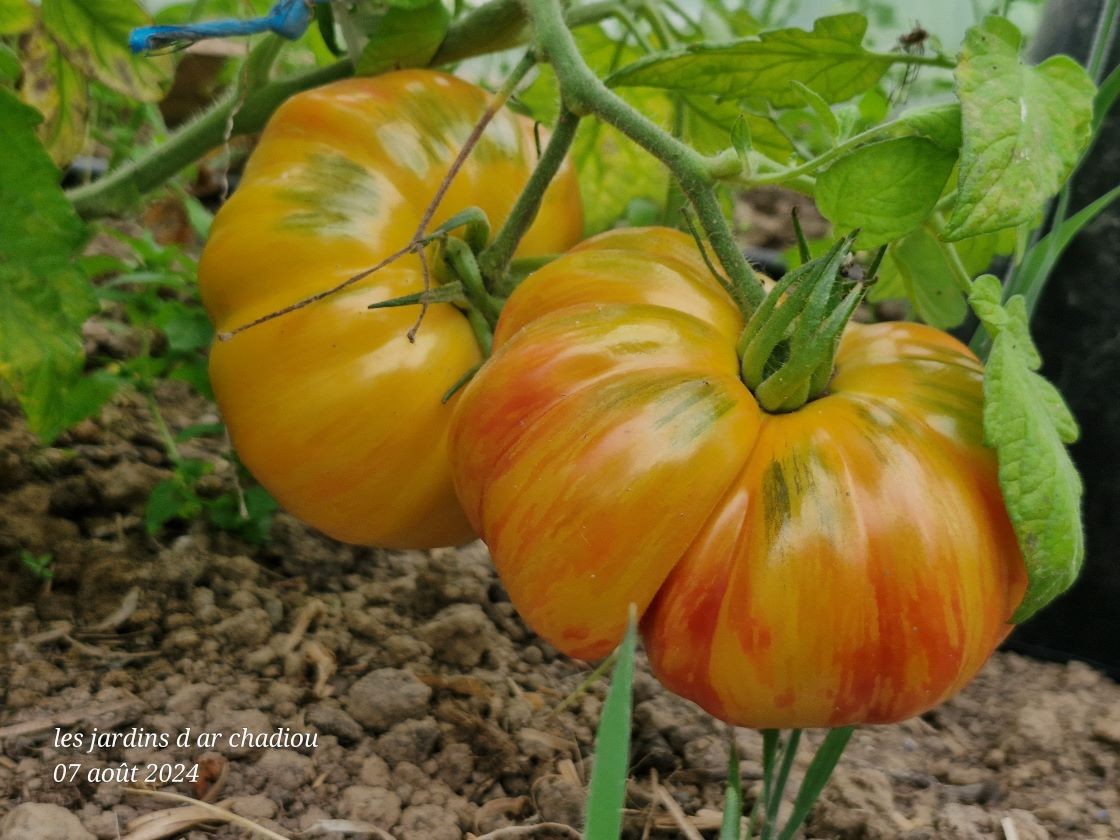  tomates 