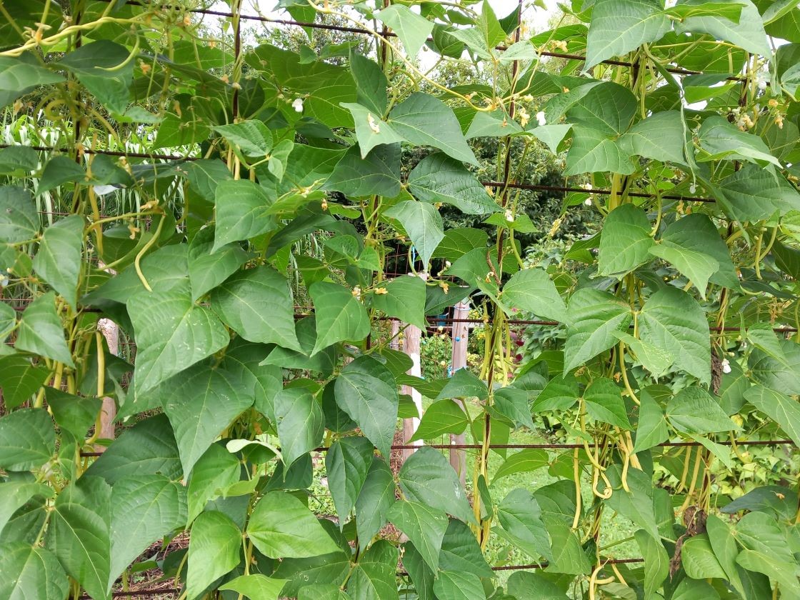 Haricots beurre 28 juillet 23 2