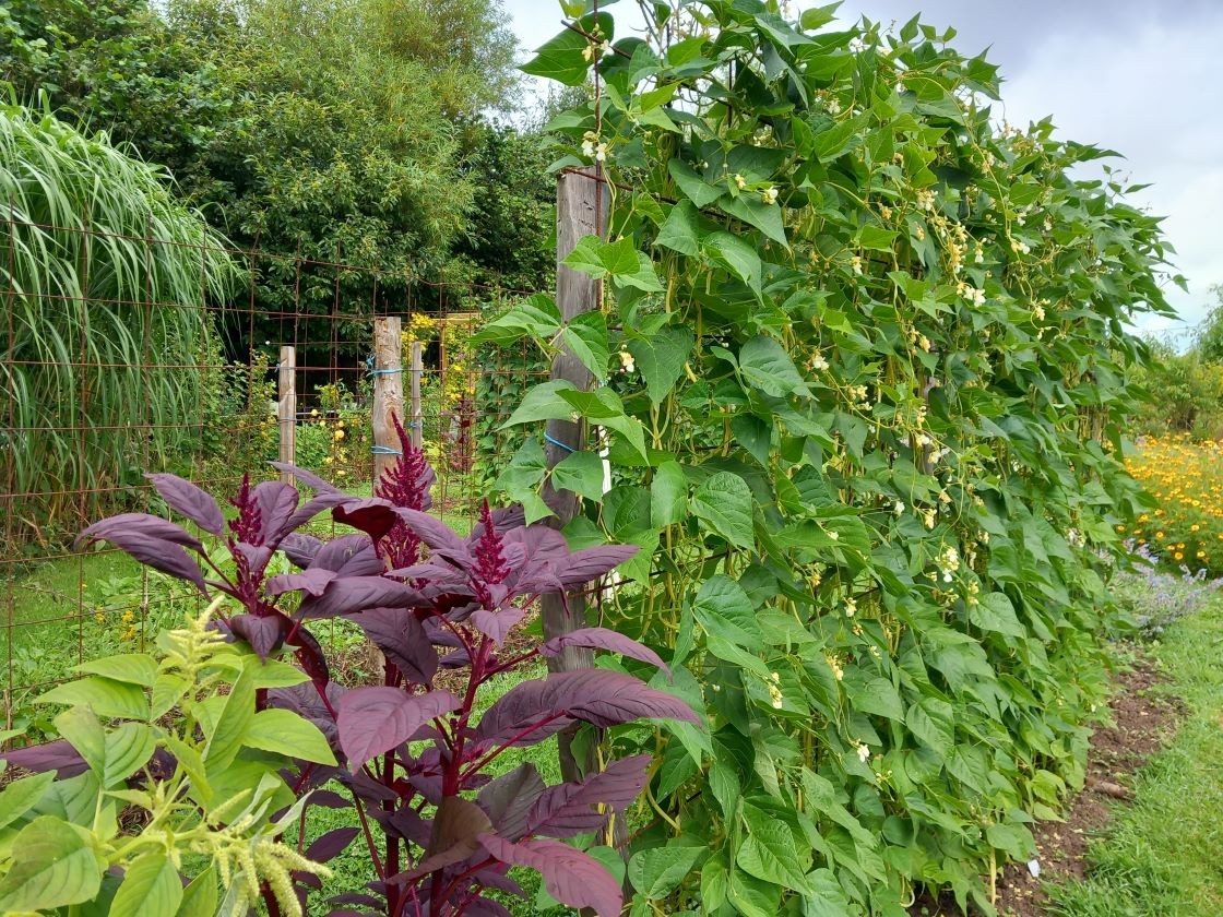 Haricots beurre 28 juillet 23