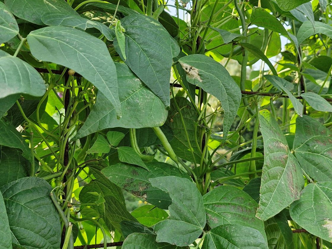 Haricots montebello 