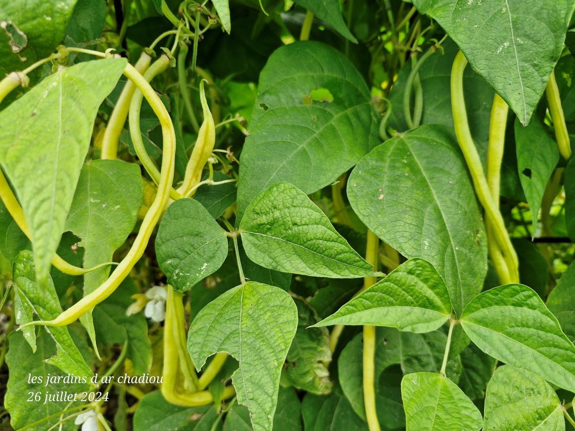 Haricots Montegusto 