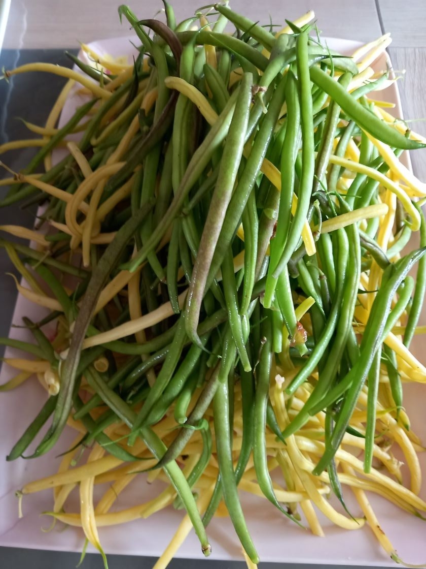 Haricots verts 03 aout 23