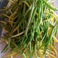Haricots verts 03 aout 23