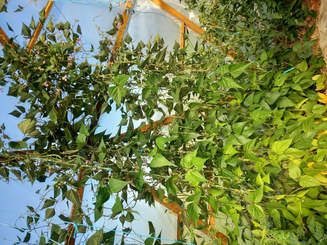 Haricots verts Montebello  11 juin 