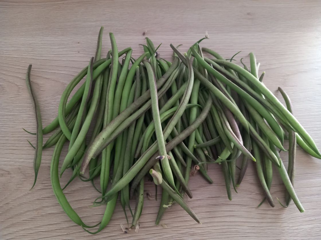 Premiers haricots verts 11 juin 23