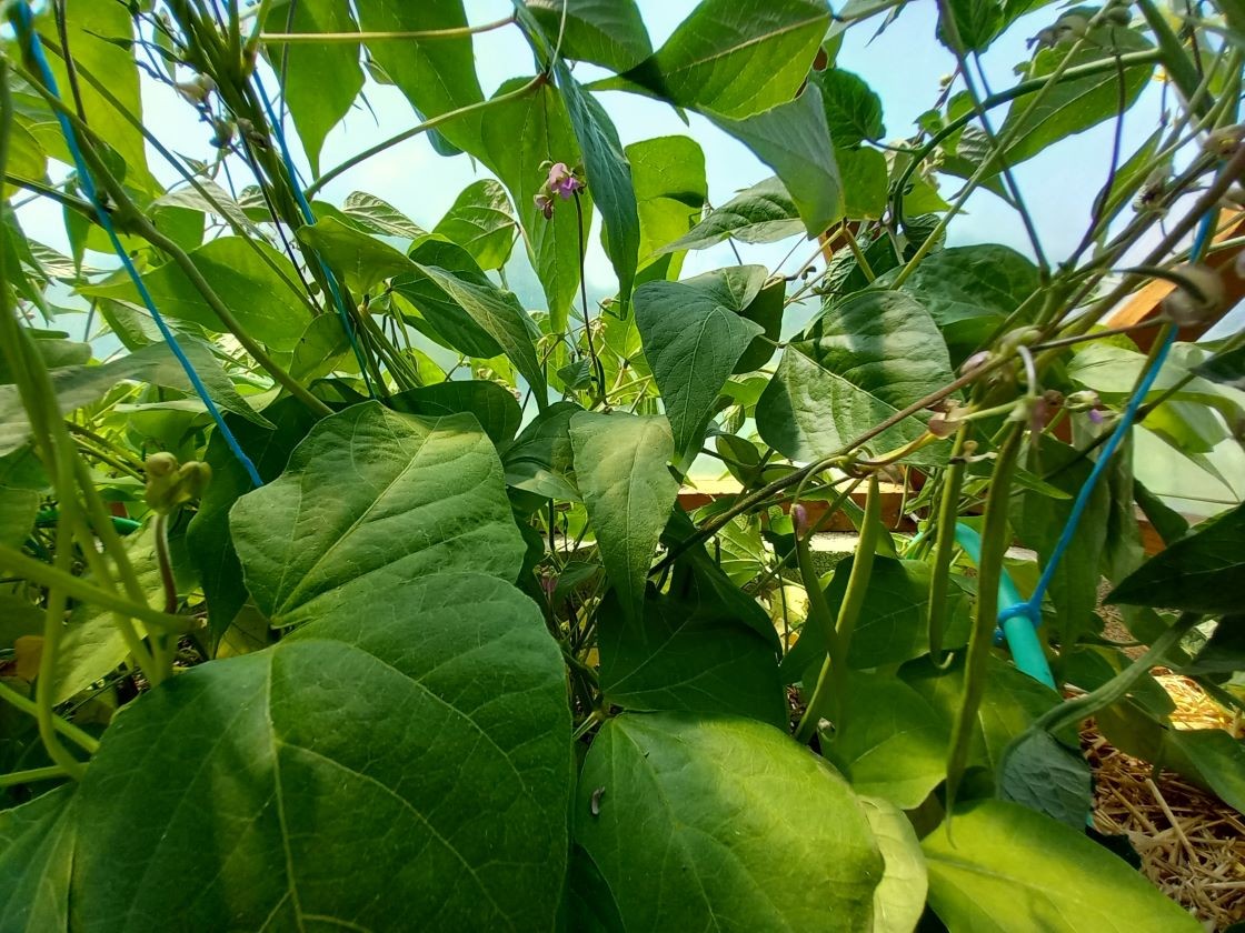 Haricots verts serre 1 30 mai 23
