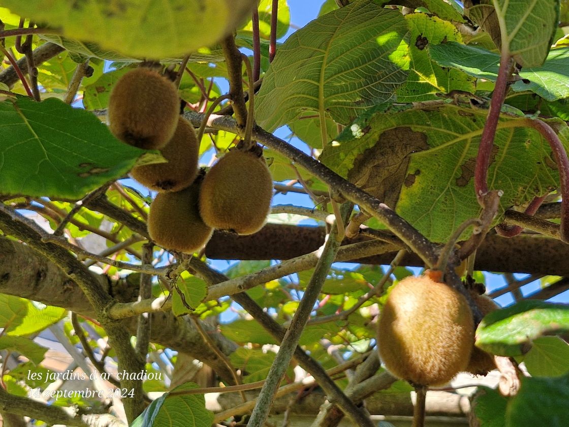 Kiwis 