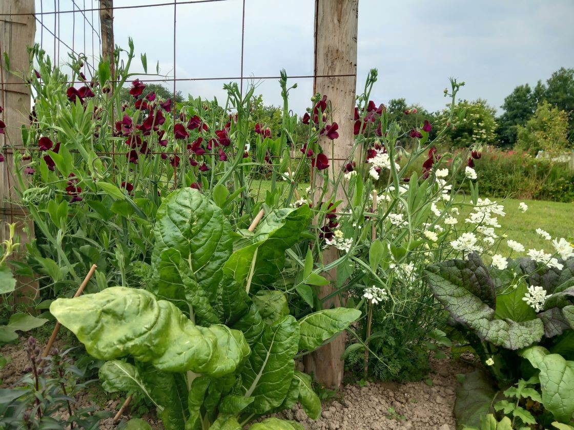 Légumes et  pois de senteur 08 juin 23