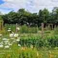 Haricots grimpants au potager