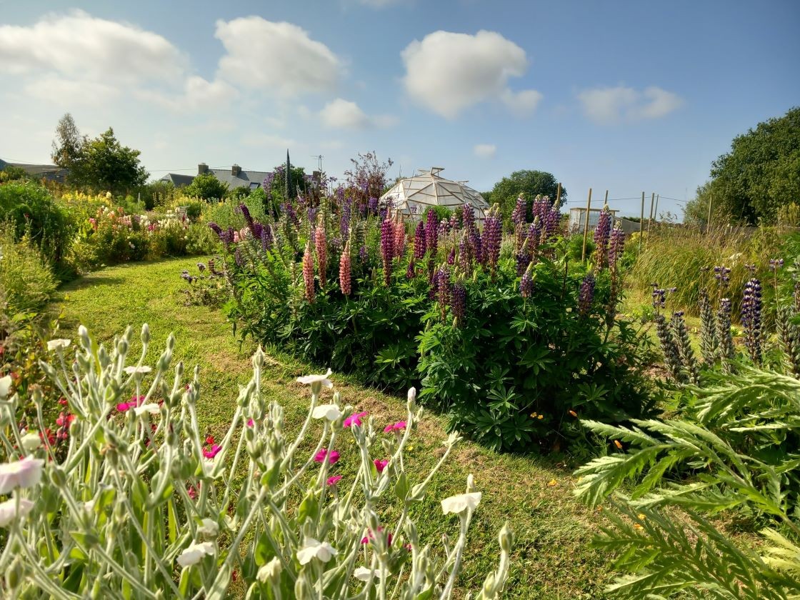 Lupins 05 juin 23