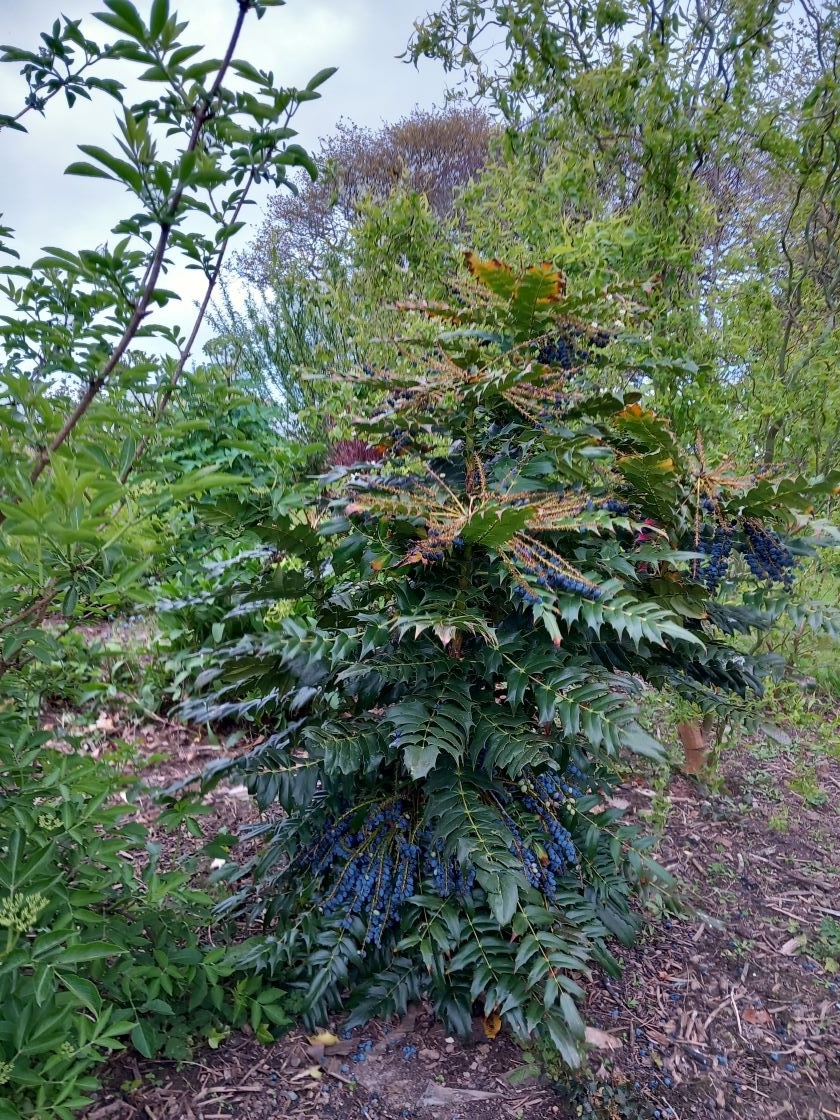 Mahonia 28 avril 23