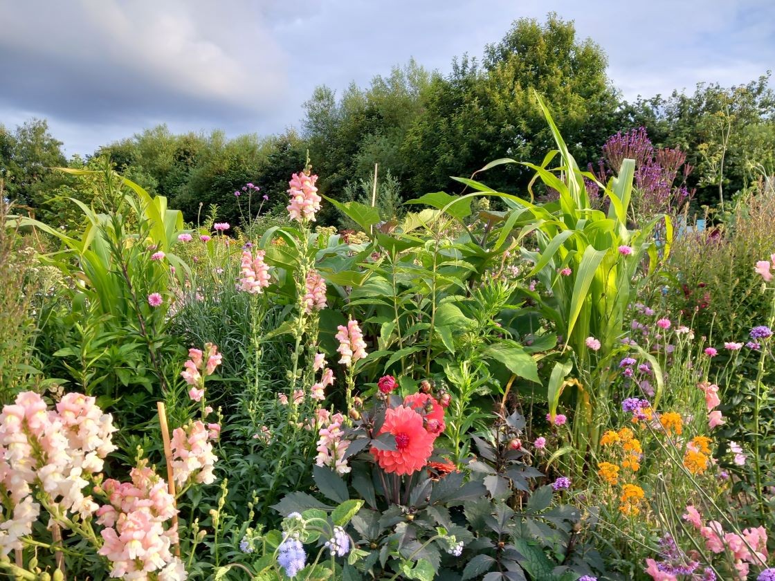 Du maïs dans les fleurs 16 juillet 23 