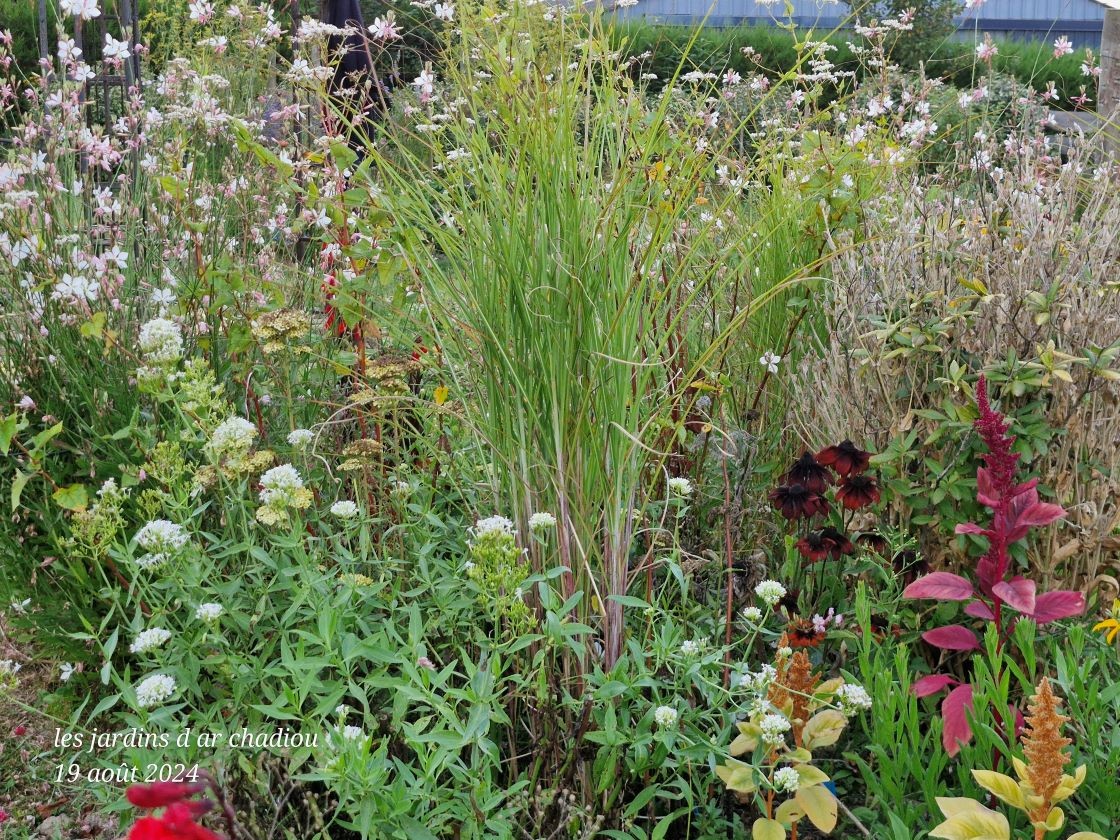 gaura et graminées