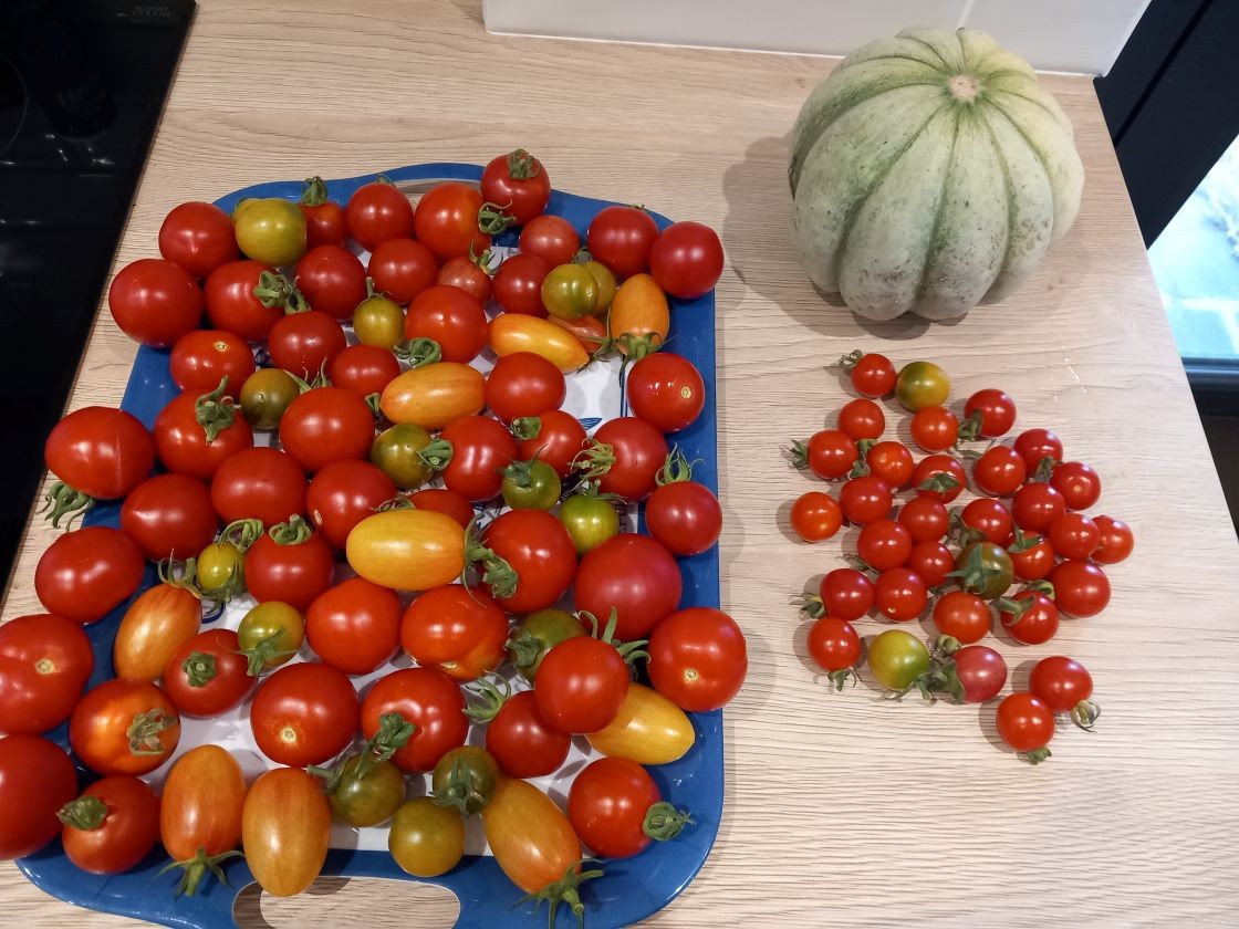 Melon et tomates 23 juillet 23