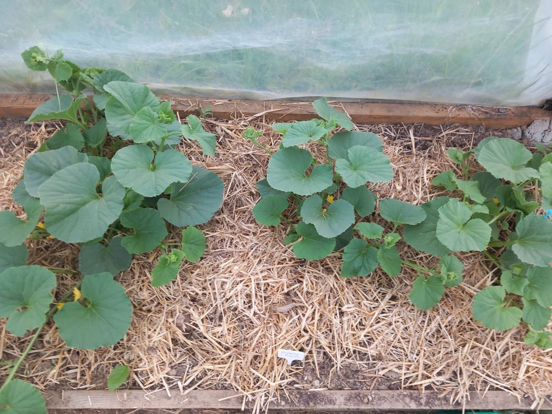 Melons 10 juin 23