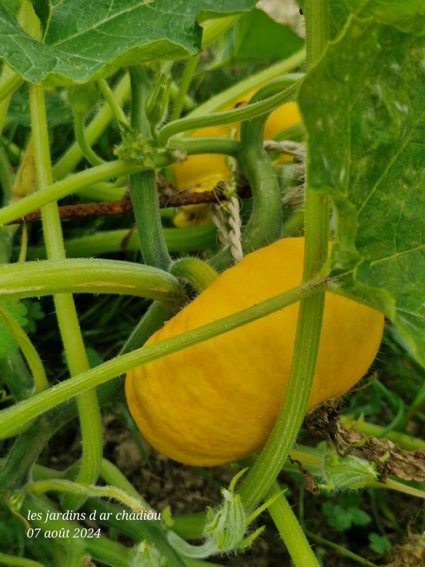 courge Jack be little