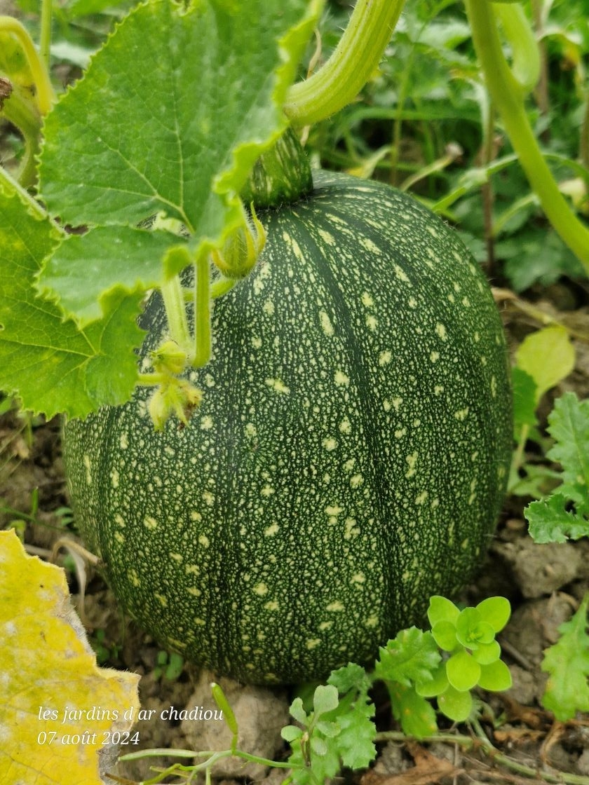 Mini courge
