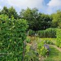Murs de haricots 